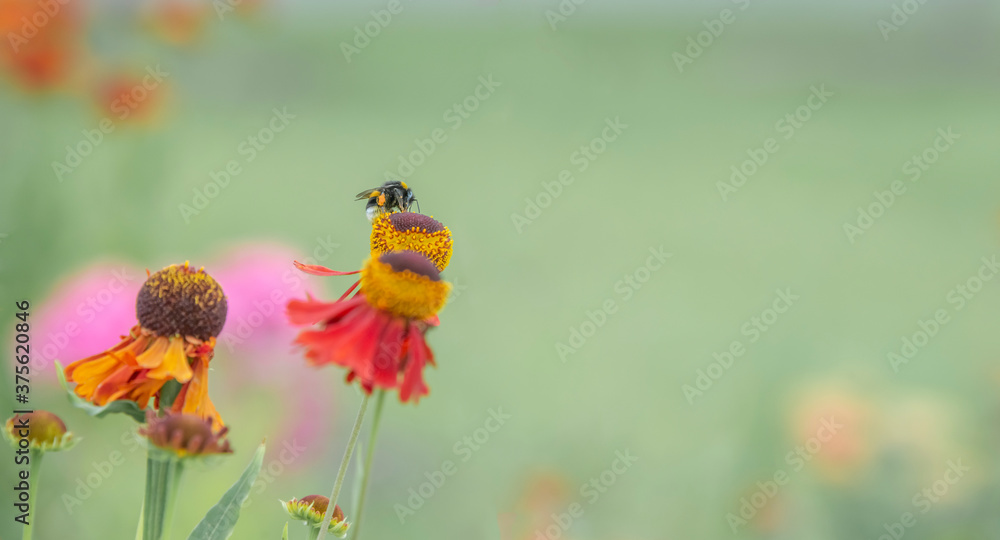 Green summer background with flowers and a bee