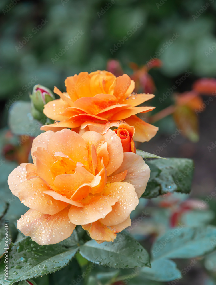 Yellow roses after rain