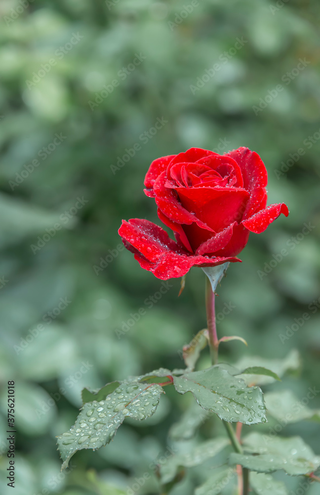 Red rose Bud in the dew