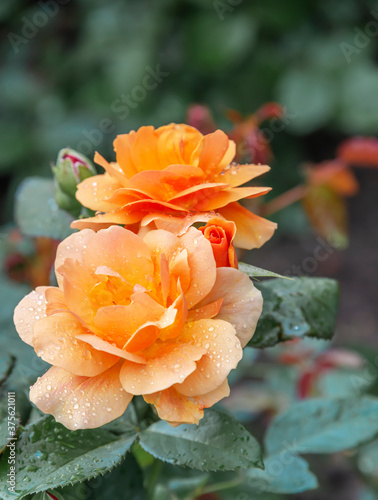 Yellow roses after rain