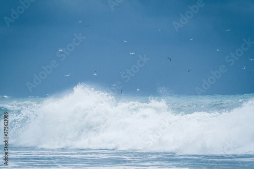 Beautiful breaking waves in the sea and seagulls over them © vejaa