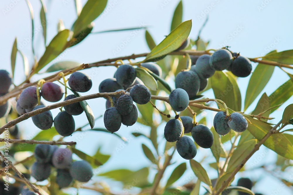 Black olives growing on olive tree Black olives growing on olive tree