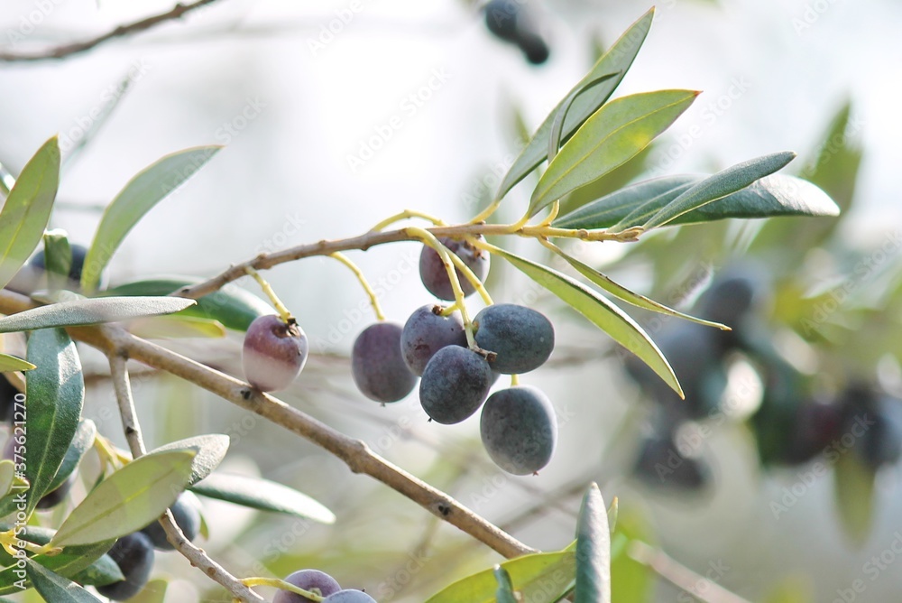 Black olives growing on olive tree Black olives growing on olive tree