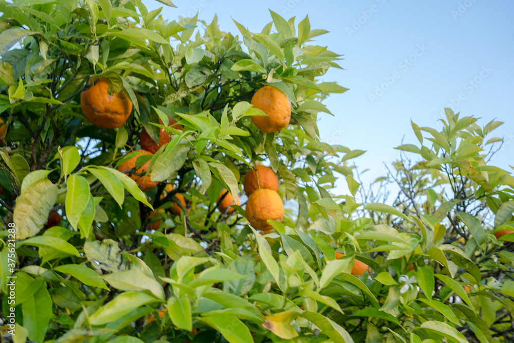 An orange tree producer of vitamin C tasty fruits. An evergreen tree of the genus Citrus on outdoors blue sky sunset background.
