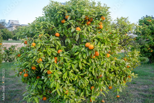 An orange tree producer of vitamin C tasty fruits. An evergreen tree of the genus Citrus on outdoors blue sky sunset background.