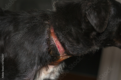 poor dog with a large wound around his neck because of a collar, before surgery