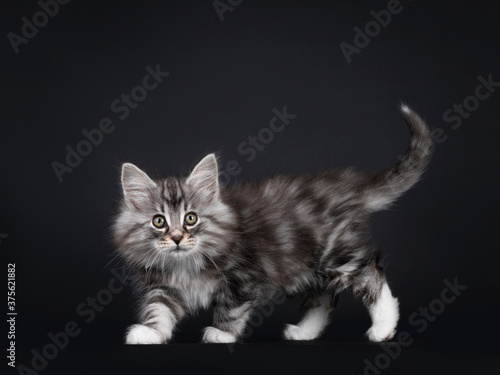 Adorable black silver tabby blotched Norwegian Forestcat kitten, walking side ways. Looking to camera with greenish eyes. Isolated on black background. © Nynke
