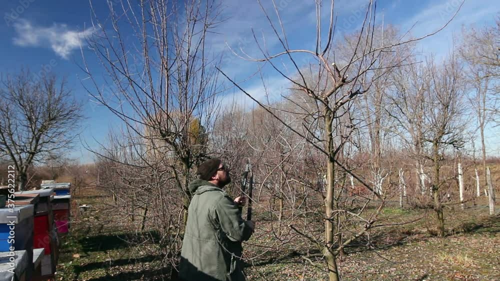Farmer is pruning branches of fruit trees in orchard using long loppers at early springtime. Farmer is pruning branches of fruit trees in orchard using long loppers at early springtime.