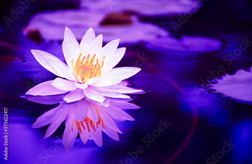 white lotus water lily flower blooming on water surface  purple toned process