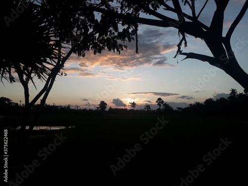 sunset over field 