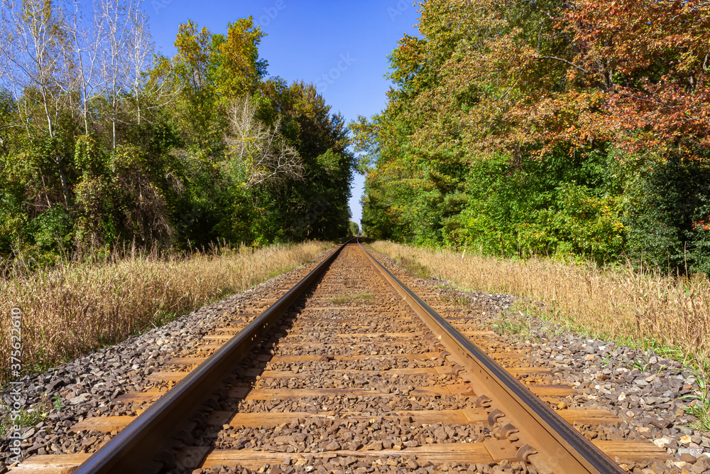 Railroad tracks in the forest