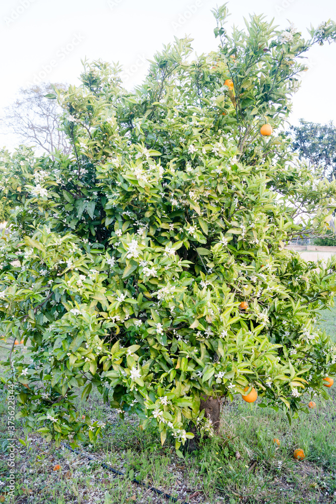 An orange tree producer of vitamin C tasty fruits. An evergreen tree of the genus Citrus on outdoors background. An orange tree producer of vitamin C tasty fruits. An evergreen tree of the genus Citrus on outdoors background.