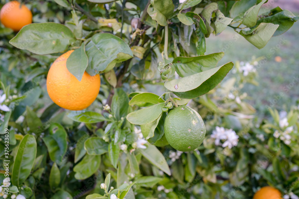 An orange tree producer of vitamin C tasty fruits. An evergreen tree of the genus Citrus on outdoors background.