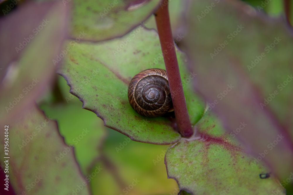 the garden snail is located on the leaves of the plant the garden snail is located on the leaves of the plant