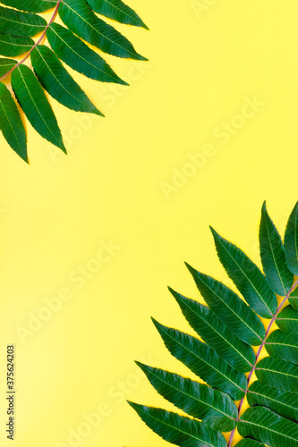 Neem leaves on a yellow background. Background for advertising cosmetics and spa. Flat lay.
