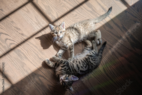 Tableau sur toile Two Tabby Kittens Laying on Hardwood Floor in Light and Shadow