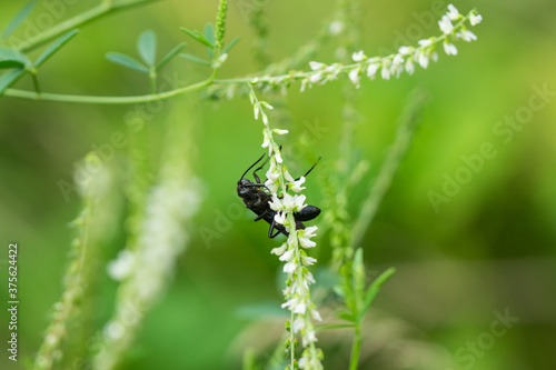 Great Black Digger Wasp on White Sweet Clover Flowers