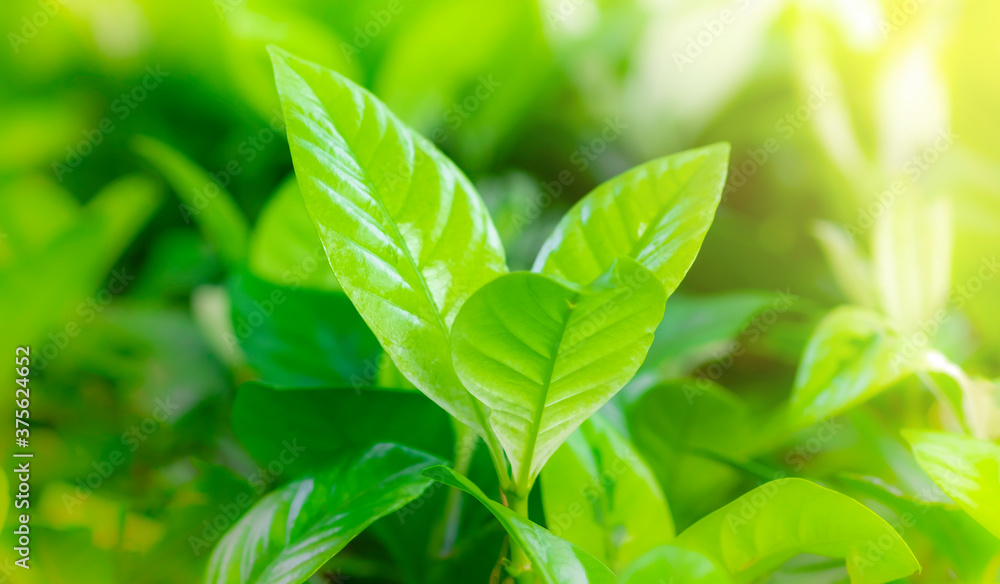 Close-up of Fresh green leaves nature blurred the greenery background in the garden. Close-up of Fresh green leaves nature blurred the greenery background in the garden.