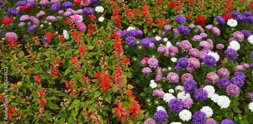 flowerbed with bright flowers. city park. background for the design.