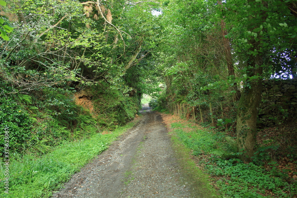 Obraz premium De paseo