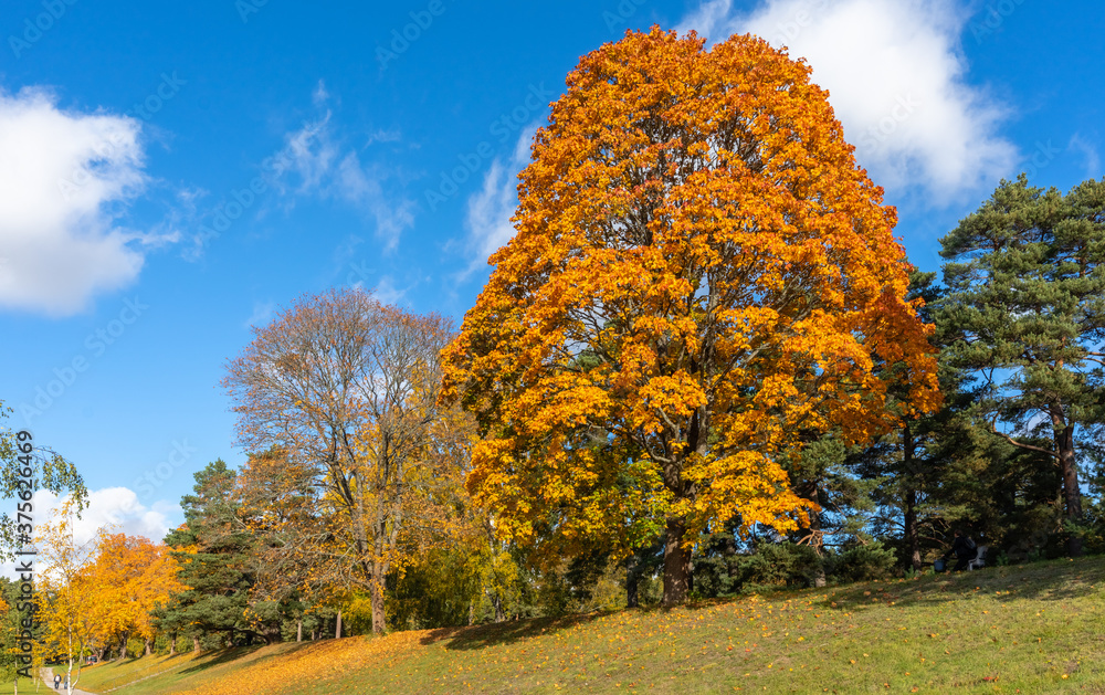 Naklejka premium Panorama of autumn trees of bright yellow orange gold color. Fall season background. Rows of beautiful trees grow along the road on sunny day. Autumn view of colorful forest trees crowns foliage.