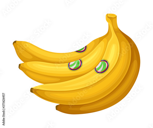 Bunch of Ripe Bananas as Ecuador Attribute Vector Illustration