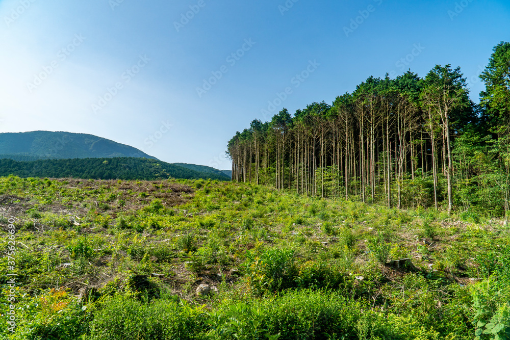 伐採林　伐採後の山林