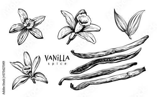 Vanilla flowers, leaves, pods and sticks. Set spice. Linear art on a white background. Vector hand drawing illustration.
