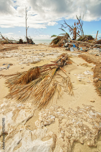 Downed Palm Tree on Grand Bahama Island After Hurricane Dorian photo