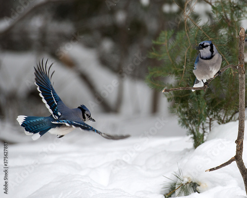Photography Blue Jay bird photo stock
