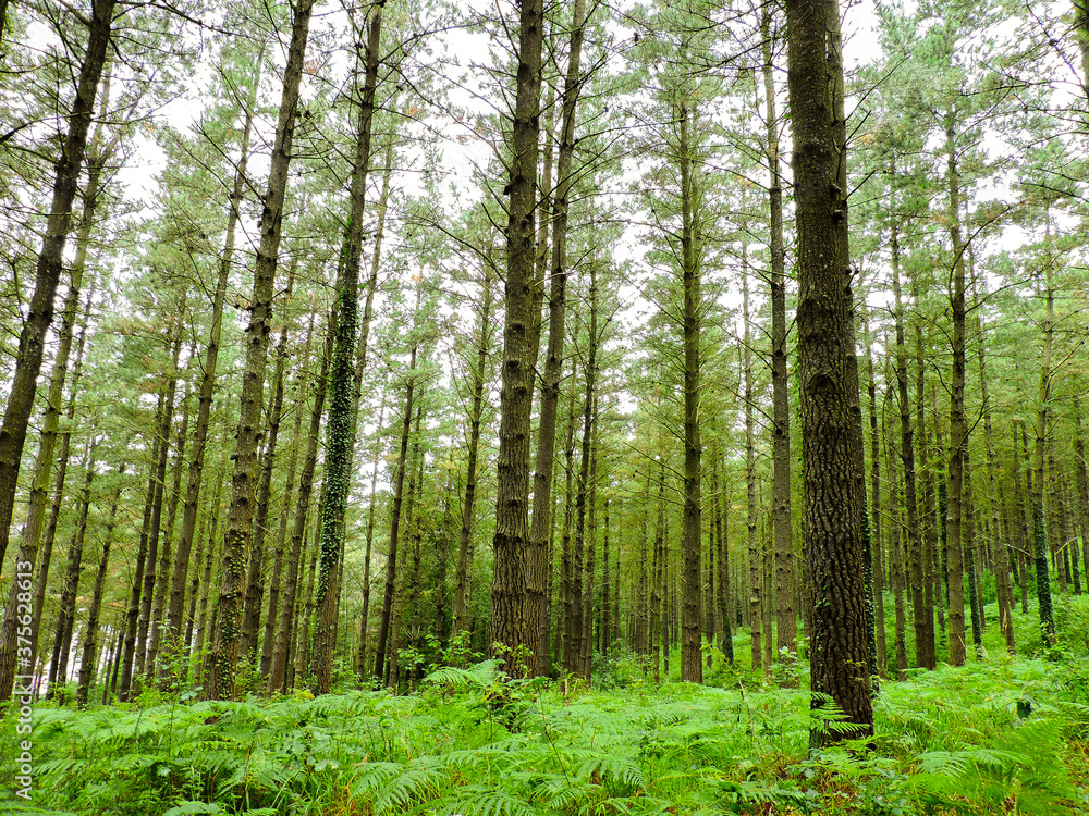 Fototapeta premium Forest in spring