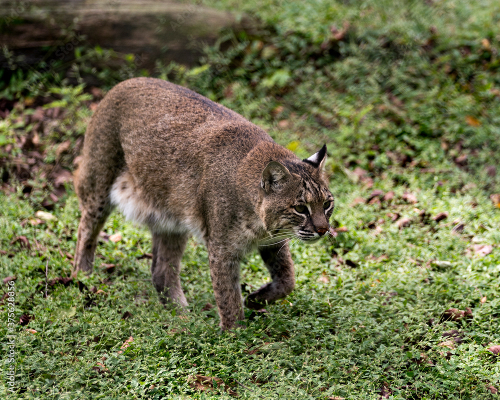Bobcat Stock Photos. Bobcat walking at you displaying its body, head, eyes, ears, nose, feet with a blur background of foliage in its habitat and environment. Image. Picture. Portrait. Bobcat Stock Photos. Bobcat walking at you displaying its body, head, eyes, ears, nose, feet with a blur background of foliage in its habitat and environment. Image. Picture. Portrait.