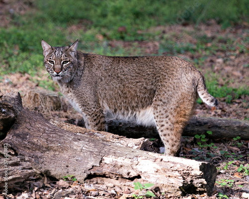 Bobcat Stock Photos. Bobcat close-up profile view looking at the camera with a blur background in its environment and habitat. Image. Portrait. Picture. ©  Aline