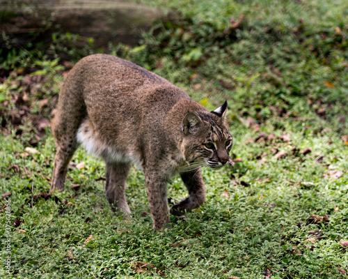 Bobcat Stock Photos. Bobcat walking at you displaying its body, head, eyes, ears, nose, feet with a blur background of foliage in its habitat and environment. Image. Picture. Portrait. ©  Aline