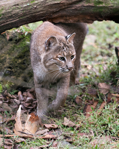 Bobcat Stock Photos, Bobcat close up walking under a log by its den showing brown fur, body, head, ears, eyes, nose, mouth and enjoying its environment and habitat.