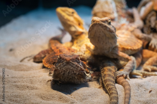 Chameleon and friends on the sand is getting warm sunlight