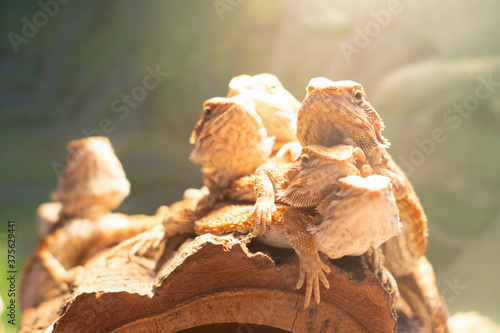 Chameleon and friends on the sand is getting warm sunlight