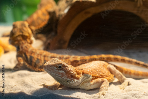 Chameleon and friends on the sand is getting warm sunlight