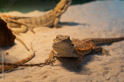 Chameleon and friends on the sand is getting warm sunlight