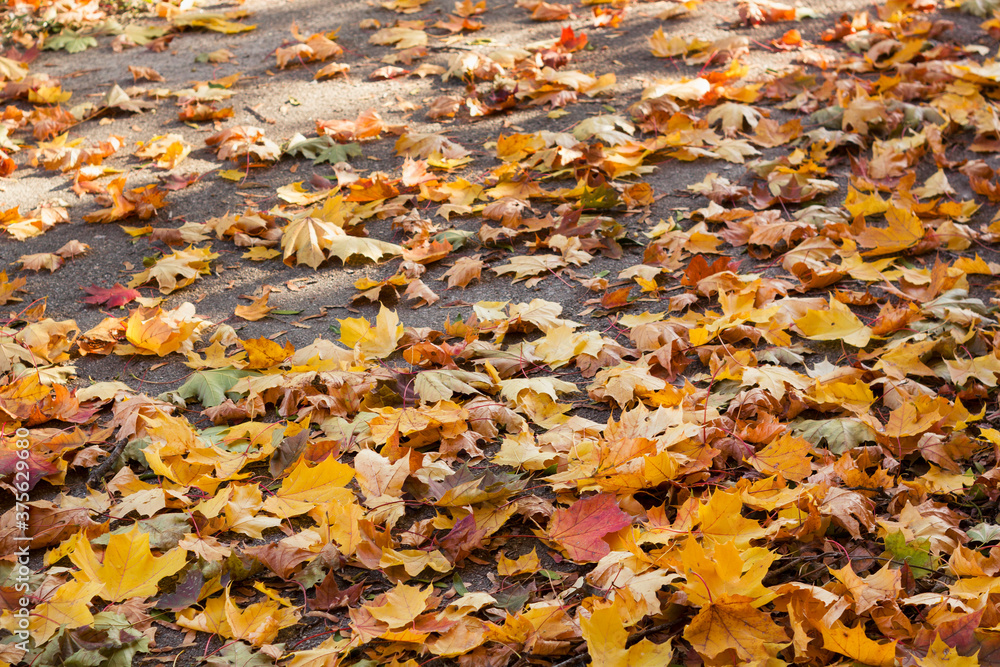 Colorful fallen leaves on the road. natural autumn background