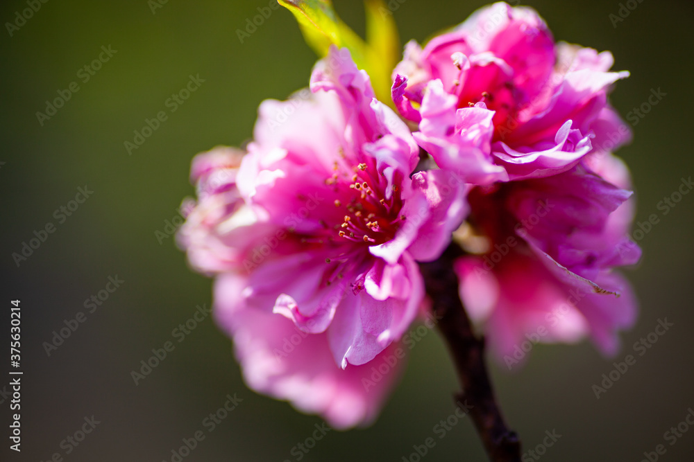 桜の近影 桜の近影