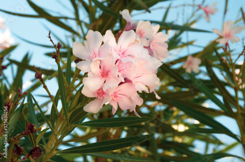 Oleander pospolity Nerium oleander w kolorze jasnego różu. Piękny rozkwitnięty kwiat na tle zieleni i niebieskiego nieba.