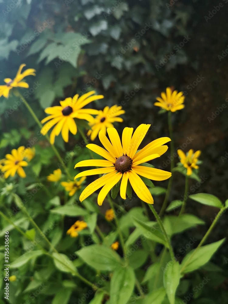 Yellow summer flowers - Rudbeckia fulgida, Goldsturm in the garden. Yellow summer flowers - Rudbeckia fulgida, Goldsturm in the garden.