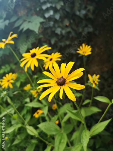 Yellow summer flowers - Rudbeckia fulgida  Goldsturm in the garden.