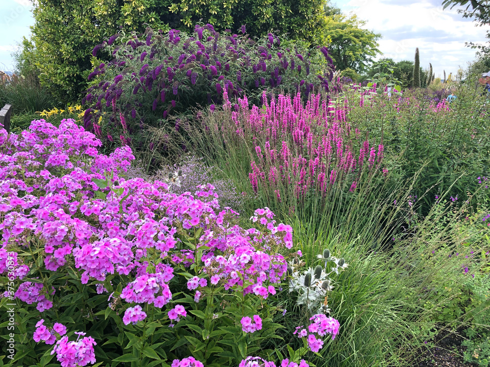 Naklejka premium English summer garden with blooming