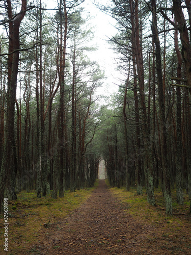 Billede på lærred Trail in a pine forest on the Curonian Spit