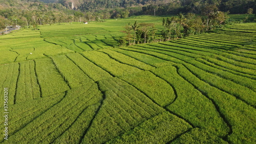 aerial view of rice terraces in the morning
