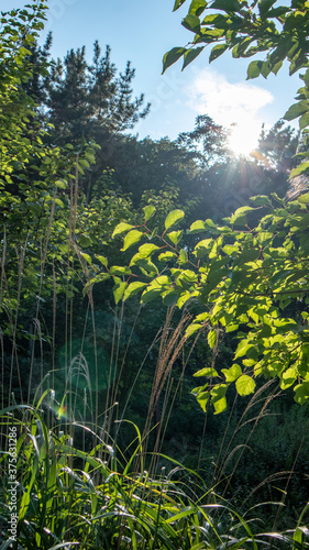 The scientific name, Reynoutria japonica, is a perennial plant in the family of Kaliaceae that grows in the mountains and fields of Korea.