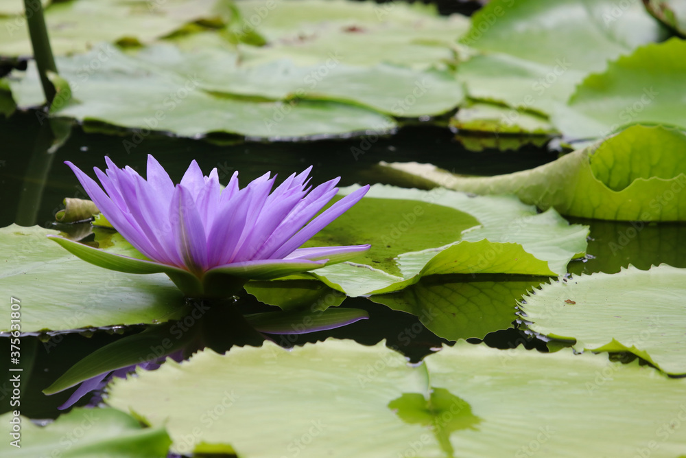 Purple lotus blooming beautiful with green in the pond Purple lotus blooming beautiful with green in the pond