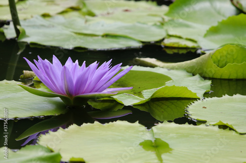 Purple lotus blooming beautiful with green in the pond